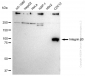 KD-Validated Anti-Integrin beta 3 Rabbit Monoclonal Antibody